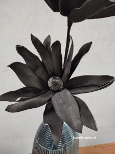 MAGNOLIA CZARNA wielkokwiatowa gałązka duża okazała 110 cm