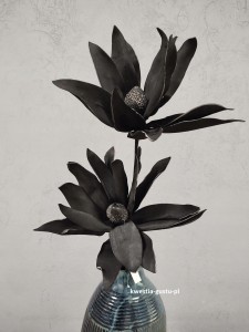 MAGNOLIA CZARNA wielkokwiatowa gałązka duża okazała 110 cm