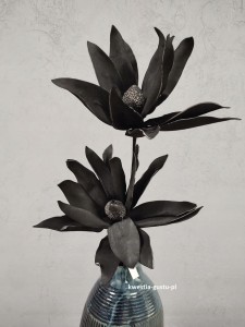 MAGNOLIA CZARNA wielkokwiatowa gałązka duża okazała 110 cm