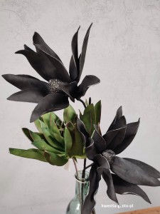 MAGNOLIA CZARNA wielkokwiatowa gałązka duża okazała 110 cm