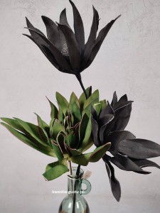 MAGNOLIA CZARNA wielkokwiatowa gałązka duża okazała 110 cm