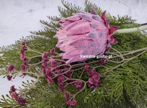 KARCZOCH sztuczny bordowy PROTEA królewska srebrnik kwiat Prometeusza 64 cm