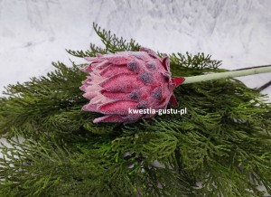 KARCZOCH sztuczny bordowy PROTEA królewska srebrnik kwiat Prometeusza 64 cm