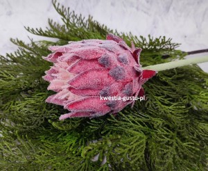 KARCZOCH sztuczny bordowy PROTEA królewska srebrnik kwiat Prometeusza 64 cm