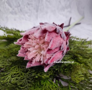 KARCZOCH sztuczny bordowy PROTEA królewska srebrnik kwiat Prometeusza 64 cm