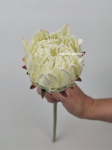 KARCZOCH sztuczny biały PROTEA królewska srebrnik kwiat Prometeusza 64 cm