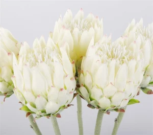 KARCZOCH sztuczny biały PROTEA królewska srebrnik kwiat Prometeusza 64 cm