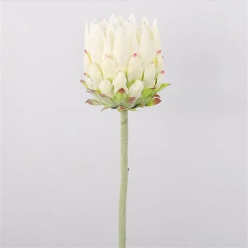 KARCZOCH sztuczny biały PROTEA królewska srebrnik kwiat Prometeusza 64 cm