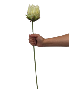 KARCZOCH sztuczny biały PROTEA królewska srebrnik kwiat Prometeusza 64 cm