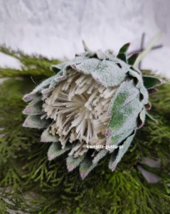 KARCZOCH sztuczny zielony PROTEA królewska srebrnik kwiat Prometeusza 64 cm