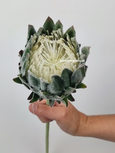 KARCZOCH sztuczny zielony PROTEA królewska srebrnik kwiat Prometeusza 64 cm