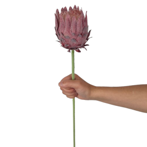 KARCZOCH sztuczny bordowy PROTEA królewska srebrnik kwiat Prometeusza 64 cm