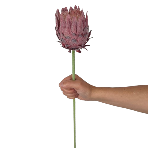 KARCZOCH sztuczny bordowy PROTEA królewska srebrnik kwiat Prometeusza 64 cm