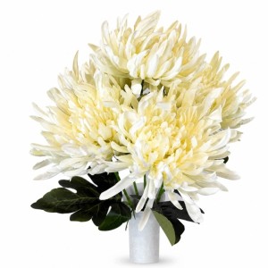 CHRYZANTEMY bukiet 5 x chryzantema kremowa 58 cm duże gęste kwiaty