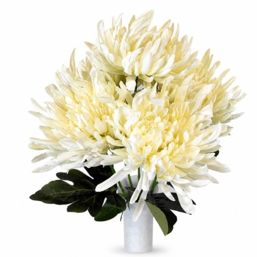 CHRYZANTEMY bukiet 5 x chryzantema kremowa 58 cm duże gęste kwiaty