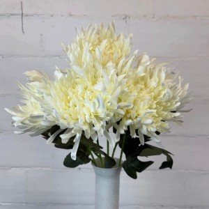 CHRYZANTEMY bukiet 5 x chryzantema kremowa 58 cm duże gęste kwiaty