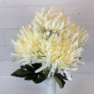 CHRYZANTEMY bukiet 5 x chryzantema kremowa 58 cm duże gęste kwiaty