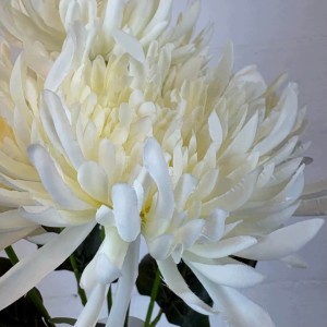 CHRYZANTEMY bukiet 5 x chryzantema kremowa 58 cm duże gęste kwiaty