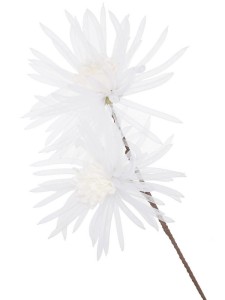 MAGNOLIA BIAŁA h 80 cm duży biały kwiat średnica 20 cm duże białe kwiaty