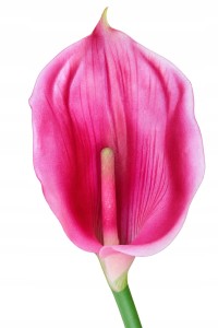 KALIA gumowa silikon sztuczna kalla różowa 70 cm NIE BARWI