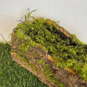 Pień Omszały Pęknięty Konar Drzewa z mchem 40 cm baza do stroików