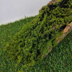 Pień Omszały Pęknięty Konar Drzewa z mchem 40 cm baza do stroików