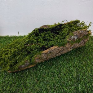 Pień Omszały Pęknięty Konar Drzewa z mchem 40 cm baza do stroików