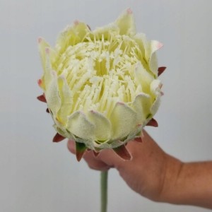 KARCZOCH biały sztuczny PROTEA królewska srebrnik kwiat Prometeusza 64 cm