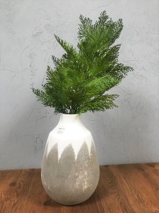 GAŁĄZKA TUJA  gęsta XXL 67 cm gałązki 